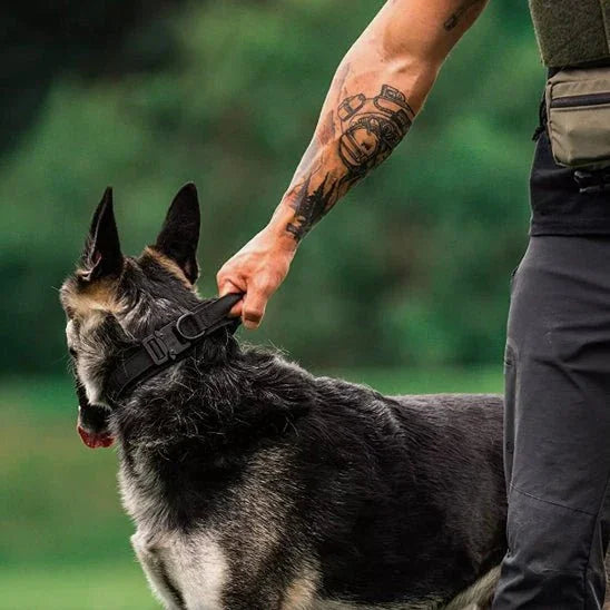Collier chien avec poigne pour la sécurité Pawllar