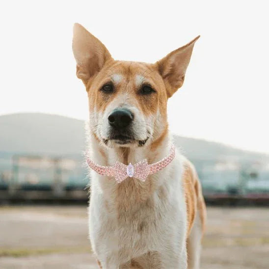 Collier chien or rose Pawpillon