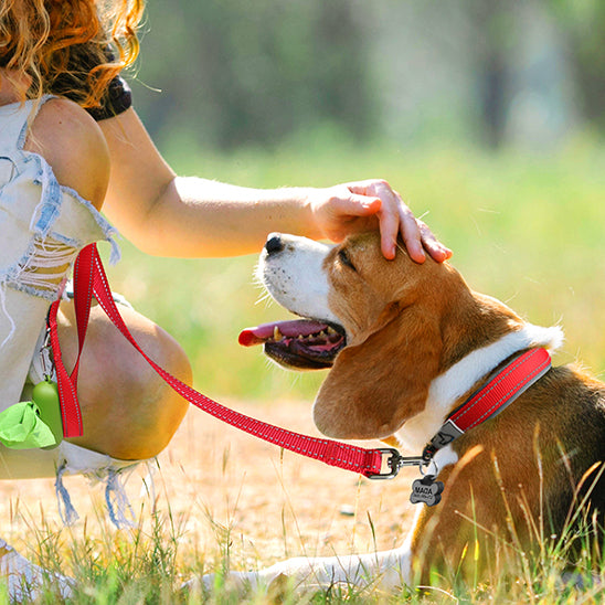 collier chien pour la marche WoofyLoop