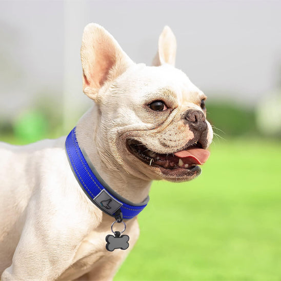 collier chien pour la sortie WoofyLoop