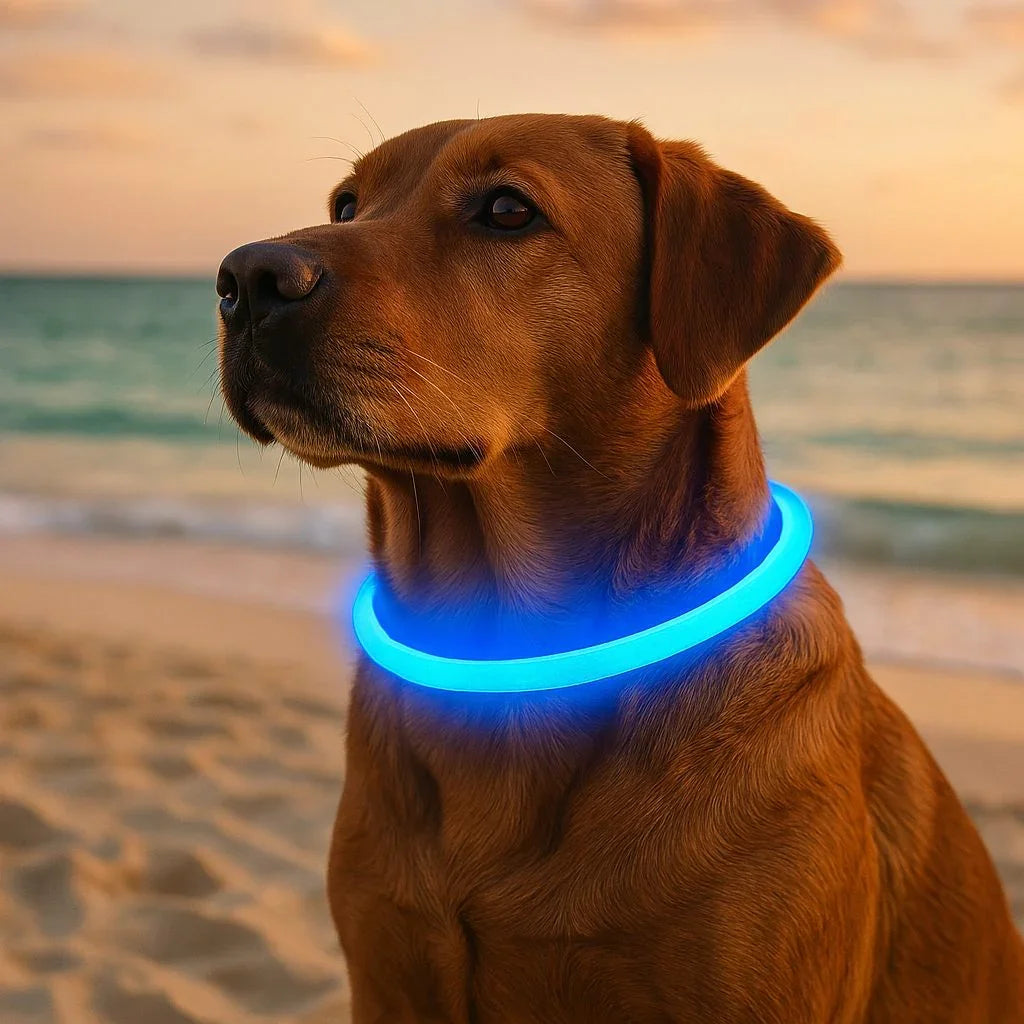 Collier-lumineux-chien-bleu-FlashyPaw