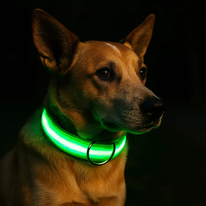 Collier-lumineux-chien-Vert-GlowPaw