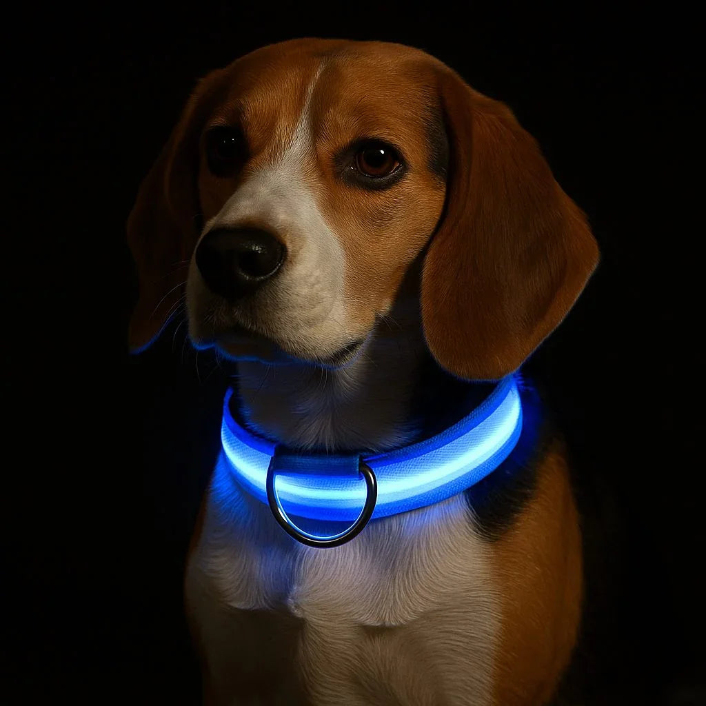 Collier-lumineux-chien-Bleu-GlowPaw