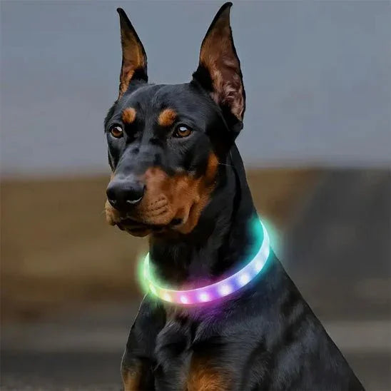 Collier-lumineux-chien-multicouleur-PawBeam