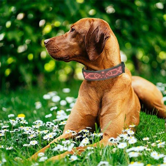 Collier-lumineux-chien-exterieur-RainbowCollar