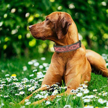 Collier-lumineux-chien-exterieur-RainbowCollar