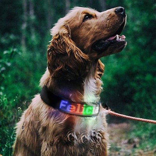 Collier-lumineux-chien-Multicouleur-RainbowCollar