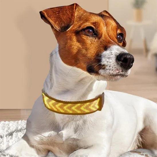 Collier-lumineux-chien-jaune-RainbowCollar