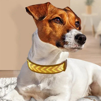 Collier-lumineux-chien-jaune-RainbowCollar