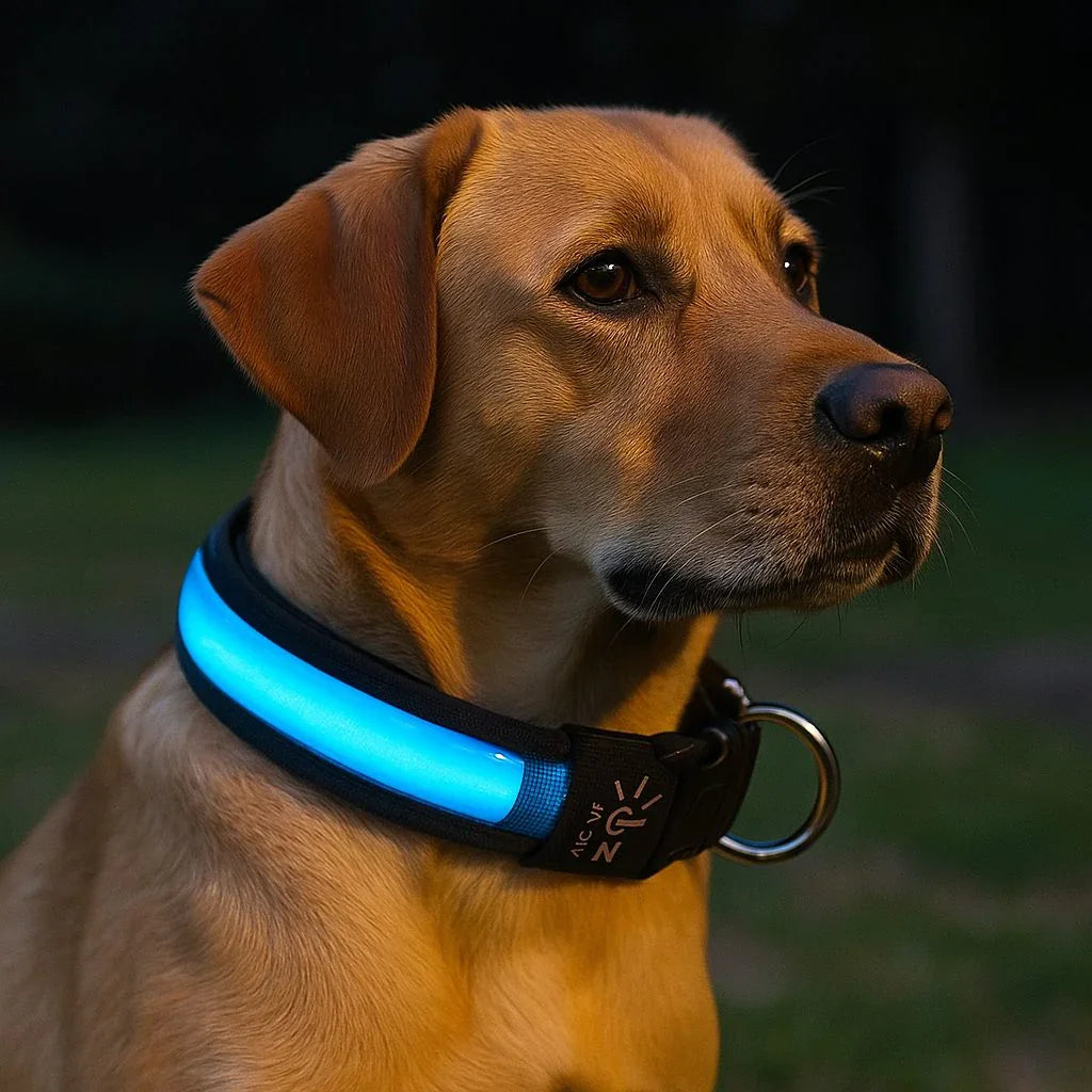 Collier-lumineux-chien-bleu-WoofLight
