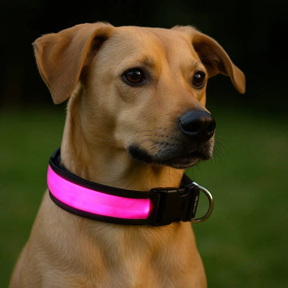 Collier-lumineux-chien-rose-WoofLight