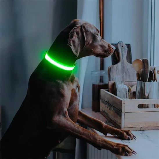 Collier-lumineux-chien-securiter-WoofLight