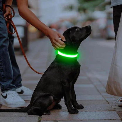 Collier-lumineux-chien-sortie-WoofLight
