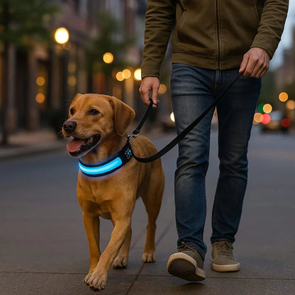 Collier-lumineux-chien-promenade-WoofLight