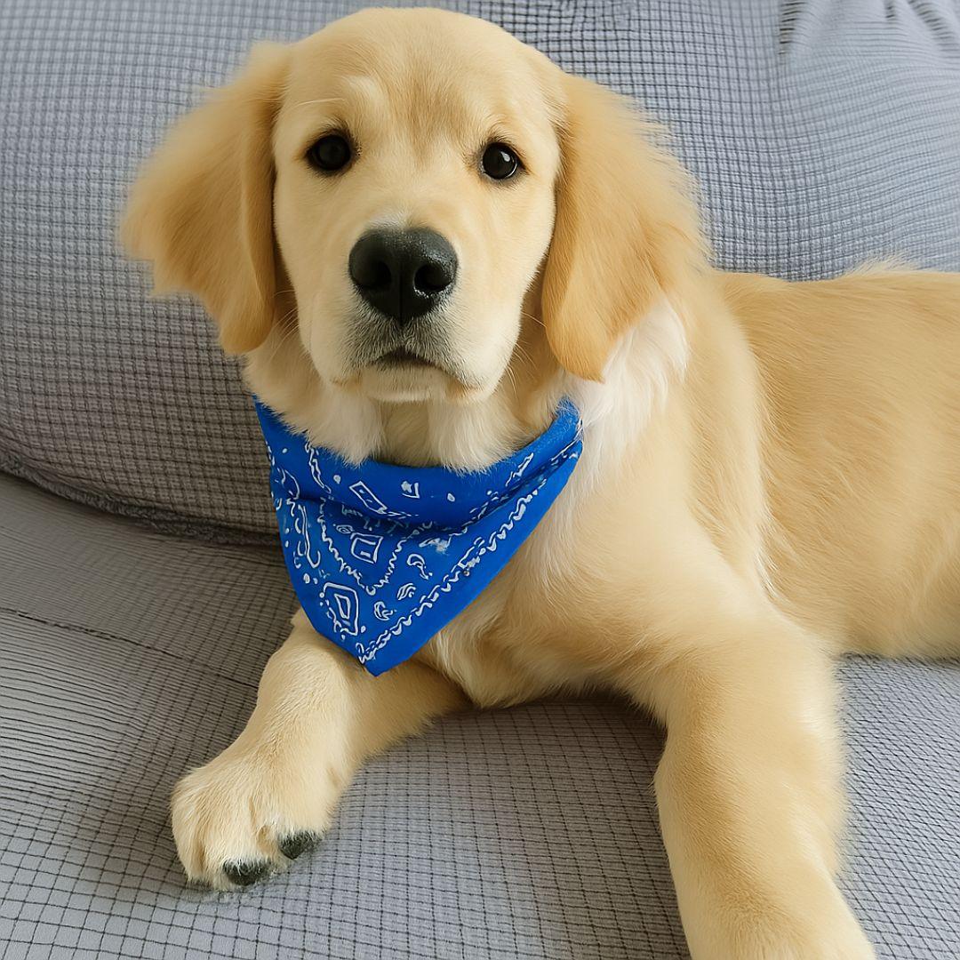Collier pour chien bleu BandaPaw