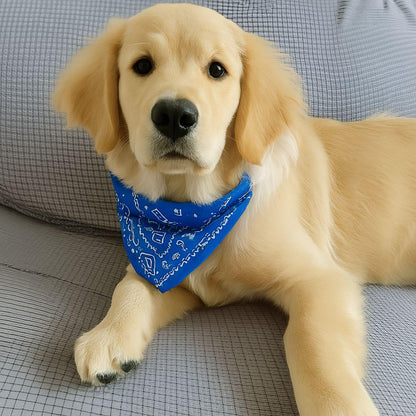 Collier pour chien bleu BandaPaw