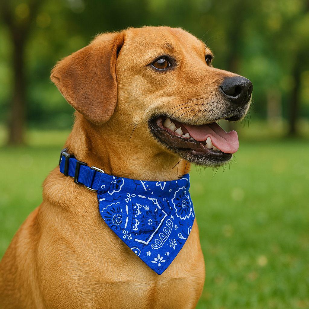 Collier pour chien style BandaPaw