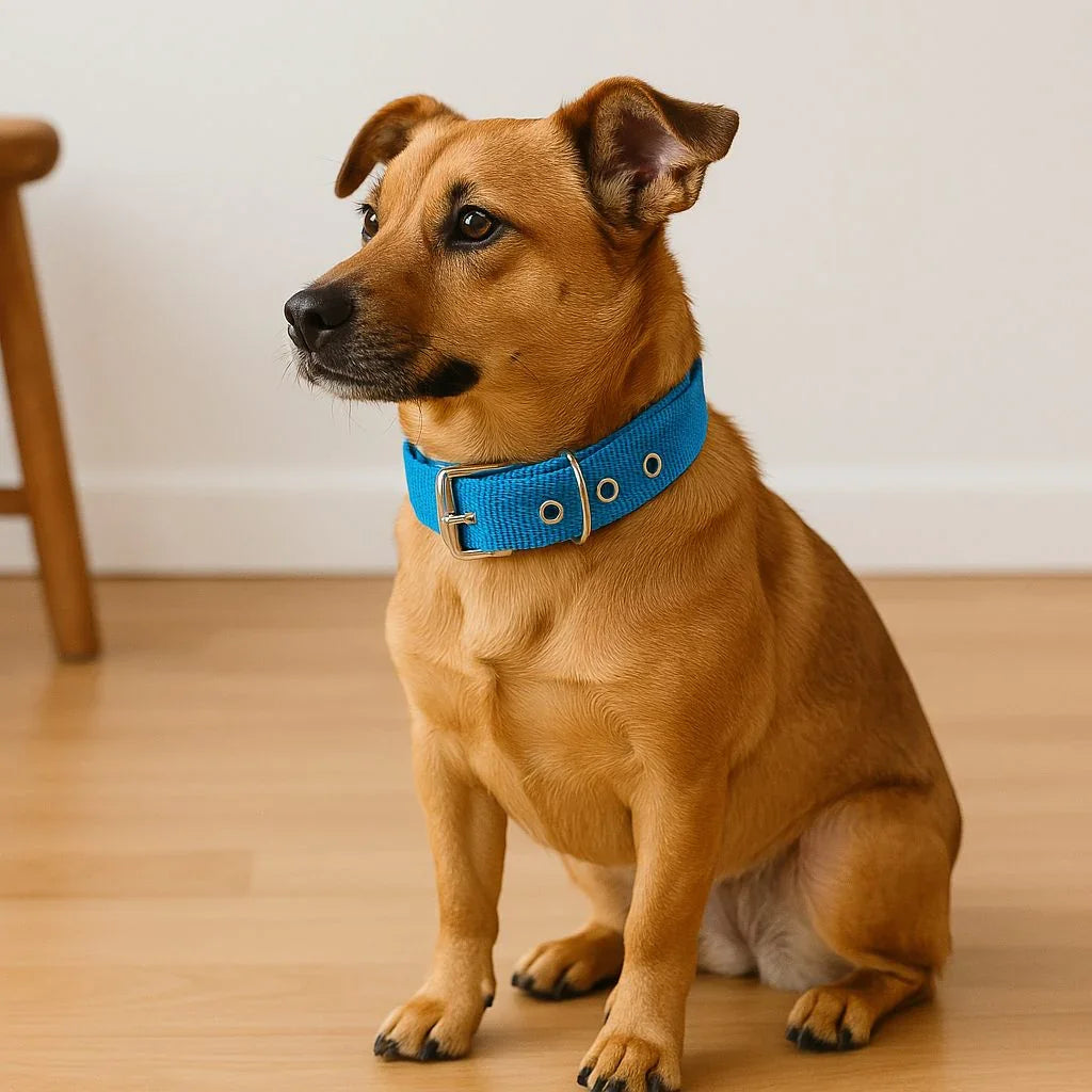 Collier pour chien bleu FlexLead