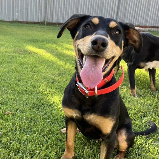 Collier pour chien rouge FluoPaw