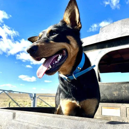 Collier pour chien plaisir FluoPaw