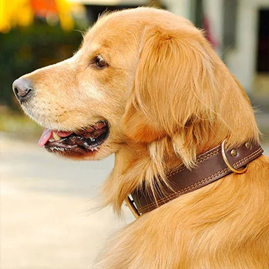 Collier pour chien Brun le Classique