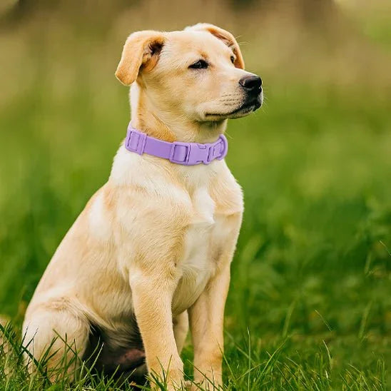 Collier-pour-chien-exterieur-PawProof