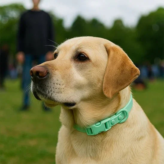 Collier-pour-chien-Vert-PawProof