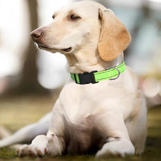 Collier-pour-chien-vert-ReflectaPaw