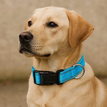 Collier-pour-chien-Marche-ReflectaPaw