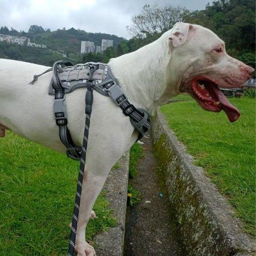 Harnais-anti-traction-chien-Promenade-FortiDog