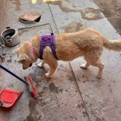 Harnais-anti-traction-chien-Violet-FortiDog