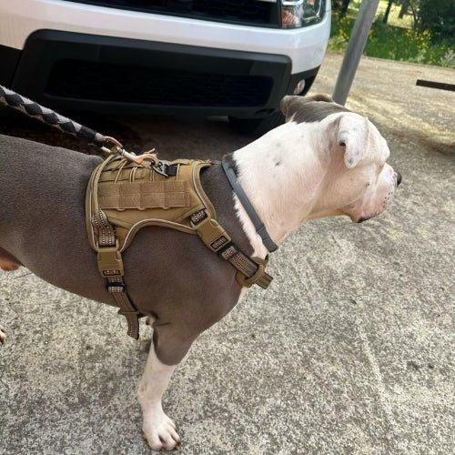 Harnais-anti-traction-chien-Kaki-FortiDog