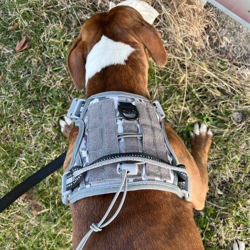 Harnais-anti-traction-chien-Gris-FortiDog