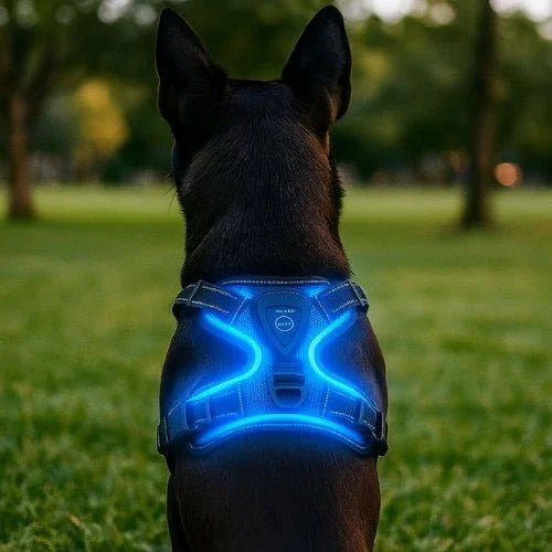 Harnais-anti-traction-chien-Bleu-GuardianGlow