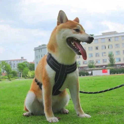 Harnais-anti-traction-chien-Confort-ReflectSafe