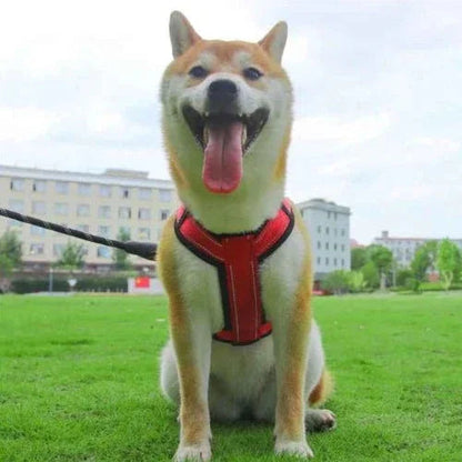 Harnais-anti-traction-chien-Marche-ReflectSafe