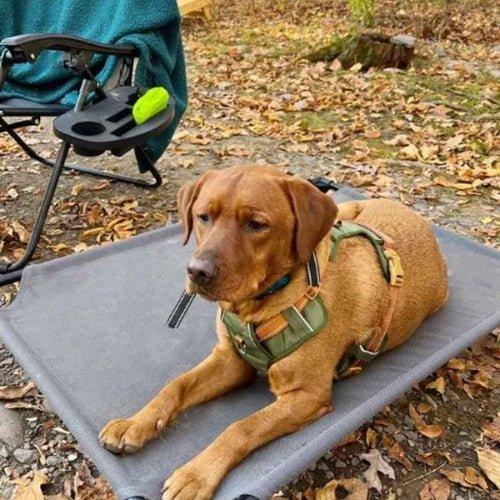 Harnais-chien-anti-traction-Promenade-AeroPattes