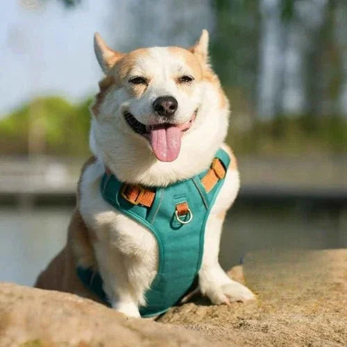 Harnais-chien-anti-traction-Confort-AeroPattes