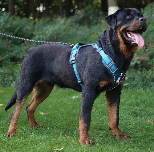 Harnais-chien-anti-traction-Marche-OutdoorPaw