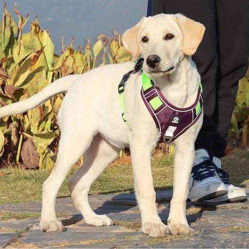 Harnais-chien-anti-traction-Violet-OutdoorPaw