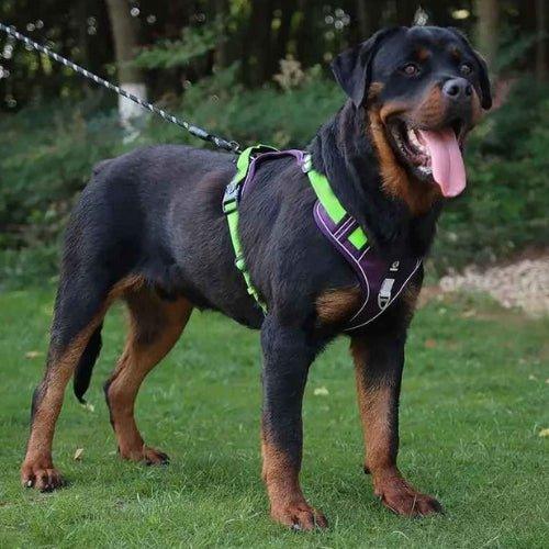 Harnais-chien-anti-traction-Confort-OutdoorPaw