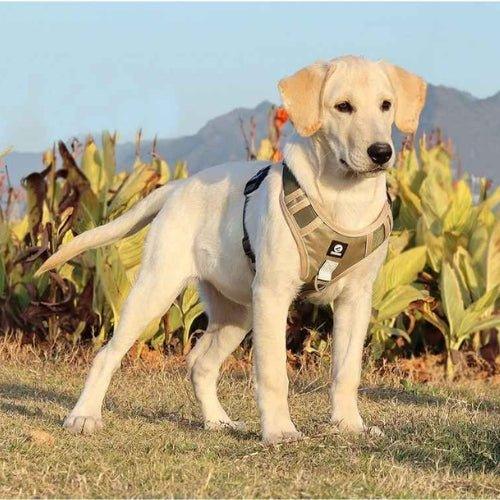 Harnais-chien-anti-traction-Kaki-OutdoorPaw