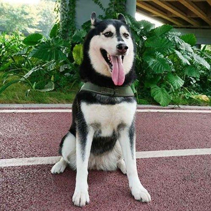 Harnais-chien-anti-traction-Marche-PatrolGrip