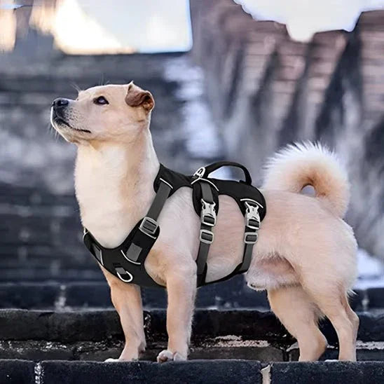 Harnais-chien-Noir-CaniGuard