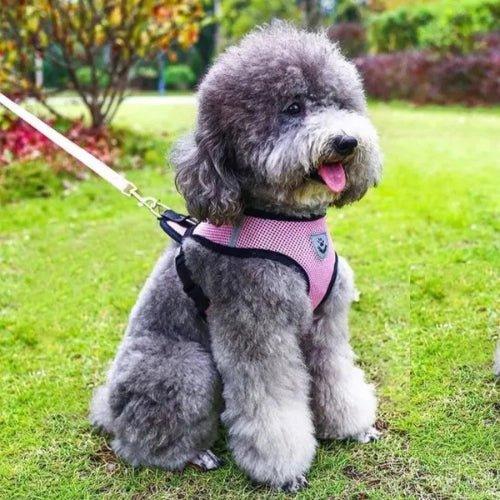 Harnais-chien-Promenade-ConfortPup