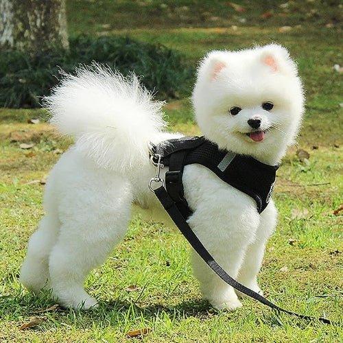 Harnais-chien-Marche-ConfortPup