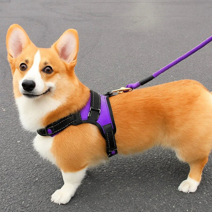 Harnais-chien-Violet-DogGuard