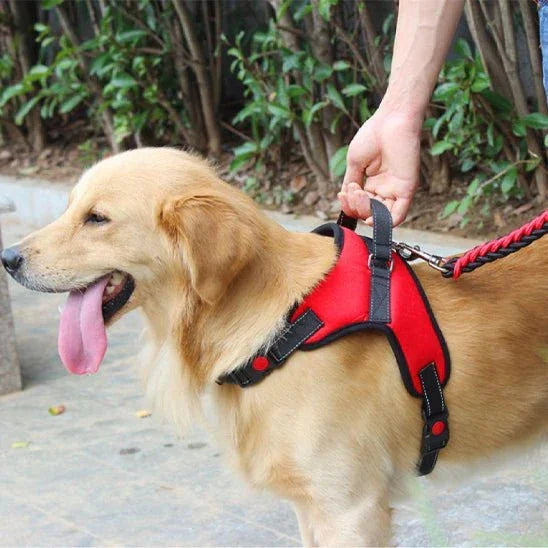 Harnais-chien-Marche-DogGuard