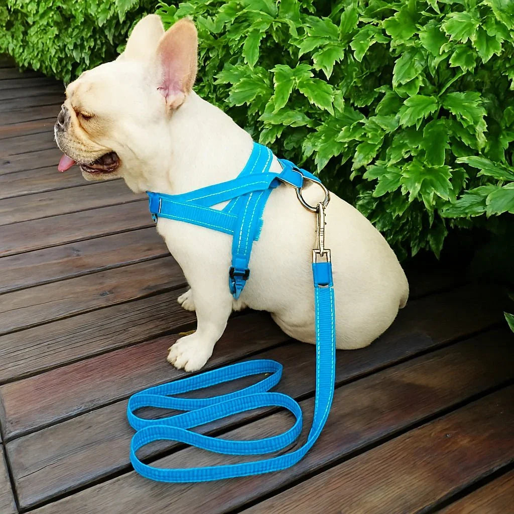 Harnais-pour-chien-Bleu-CaniGrip