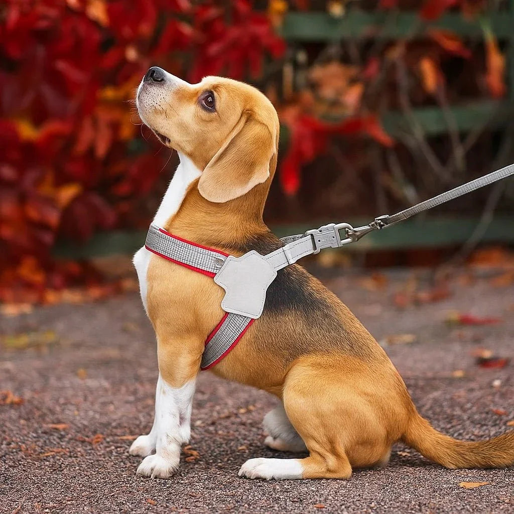 Harnais-pour-chien-Promenade-DogRider